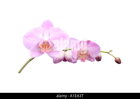 moth orchid (Phalaenopsis Hybride), order of development of the flowers, series picture 5/9 Stock Photo