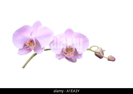 moth orchid (Phalaenopsis Hybride), order of development of the flowers, series picture 6/9 Stock Photo