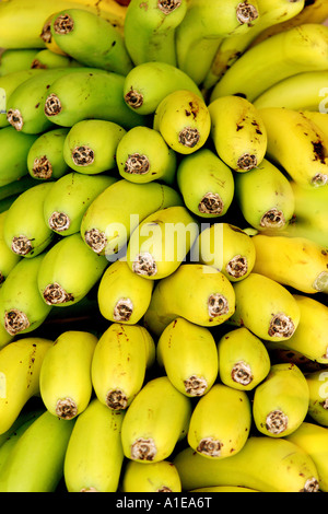 banana (Musa paradisiaca), detail of the fruits Stock Photo