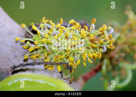 carob tree, St. John's bread (Ceratonia siliqua), male blossoms, Spain Stock Photo