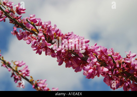 judas tree (Cercis siliquastrum), blooming, Spain Stock Photo