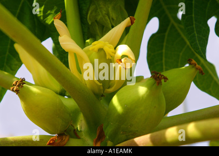 papaya, papaw, paw paw, mamao, tree melon (Carica papaya), female blossom with fruits Stock Photo