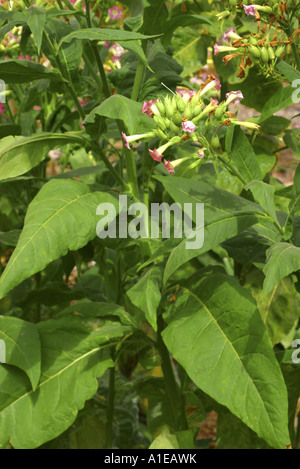 Cultivated Tobacco, Common Tobacco, Tobacco (Nicotiana tabacum), blooming Stock Photo