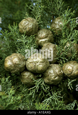 Italian cypress (Cupressus sempervirens), cones, Spain Stock Photo