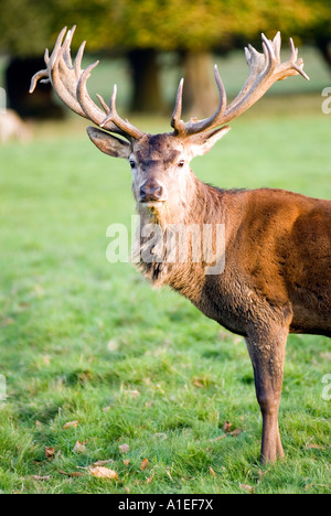 Stag at Woburn Safari Park Bedfordshire England UK forest Centre Parcs. Picture taken from a public footpath. Stock Photo