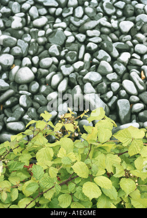 Rocks and brambles Stock Photo