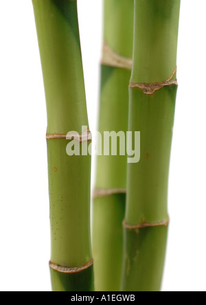 Bamboo stalks Stock Photo