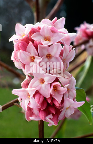 Daphne bholua 'Jacqueline Postill' AGM fragrant tubular pink flower plant garden scented daphnes Stock Photo