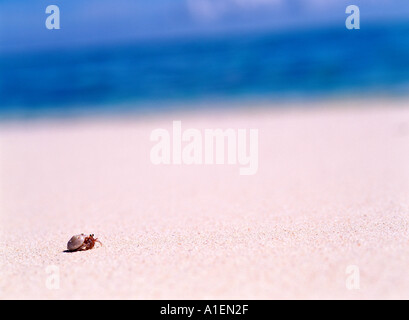 Hermit crab on beach Stock Photo