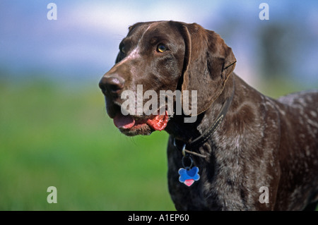 German shorthair purebred dog hunting Stock Photo