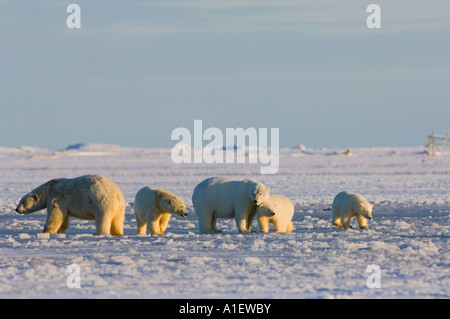polar bears Ursus maritimus sows with cubs on the pack ice 1002 coastal plain of the Arctic National Wildlife Refuge kaktovik Barter Island Alaska Stock Photo