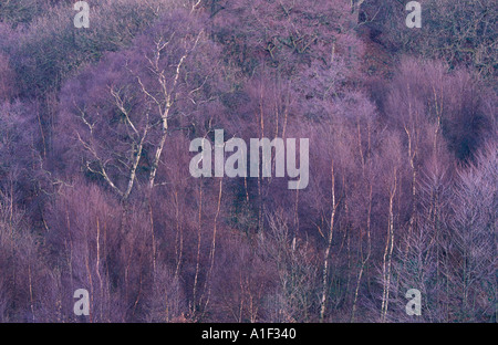 birch wood ready to burst into spring leaf Stock Photo