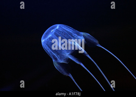 Luminous blue jellyfish on black background Stock Photo