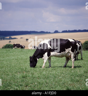 Holstein field cow dairy grazing friesian friesians holstein holsteins ...
