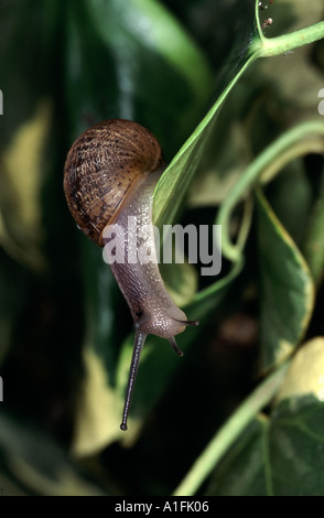 Young garden snail Cornu aspersum on ivy leaves Stock Photo