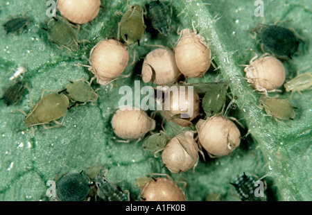 Cotton aphid Aphis gossypii with mummies parasitised by parasitoid wasp Aphidius colmani Stock Photo
