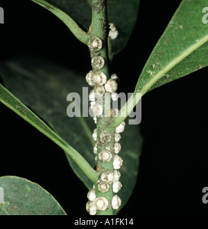 White Wax Scale - Ceroplastes destructor