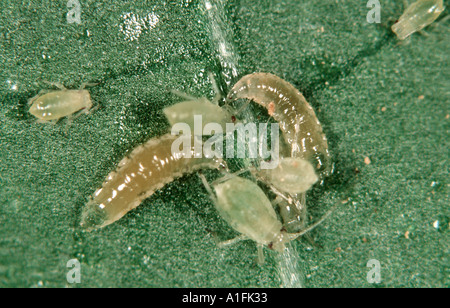 Predatory midge Aphidoletes aphidimyza larvae preying on peach potato aphids Myzus persicae Stock Photo