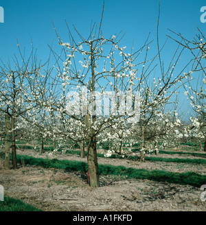 Flowering plum trees Prunus domestica in spring before the leaves appear Stock Photo