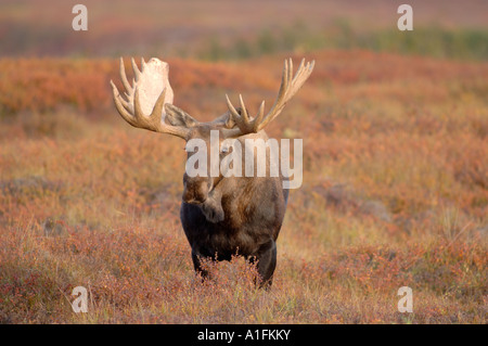 moose Alces alces bull walking on fall tundra in Denali National Park interior Alaska Stock Photo