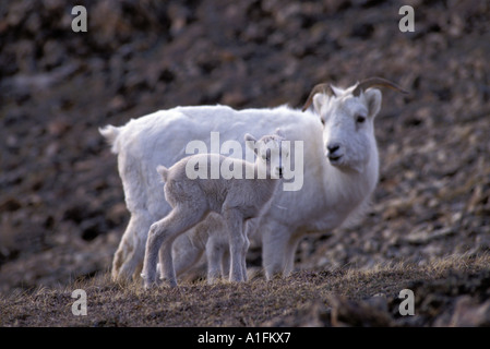 Dall Sheep ewe and lamb in Denali National Park, shot in the wild Stock Photo