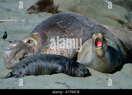 Northern elephant seal bull female and young pup on beach