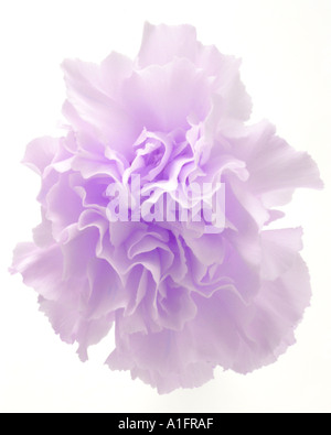 carnation lilac white background Stock Photo