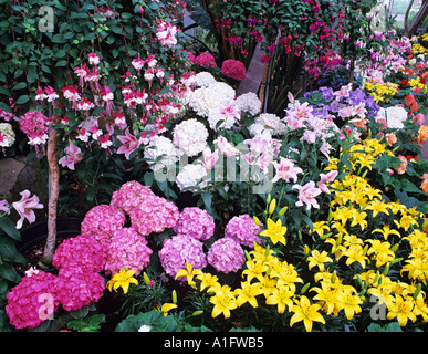 A variety of flowers in WW Seymour Botanical Conservatory Tacoma Washington Stock Photo