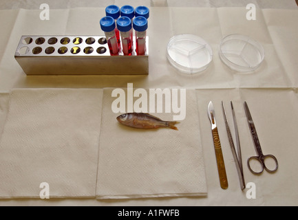 Scientific research being carried out on a carp Stock Photo