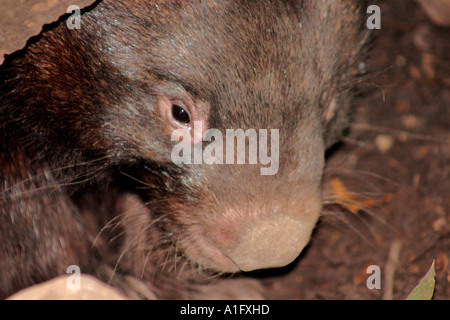 WOMBAT HIDING UDER A LOG CLOSE UP Stock Photo