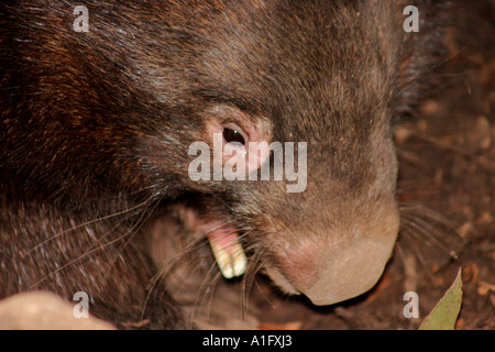 WOMBAT HIDING UDER A LOG CLOSE UP Stock Photo