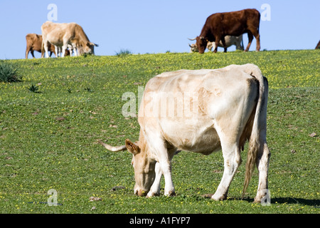 Cows and bulls grazing freely in pastures of Donana marshland, Spain. Stock Photo