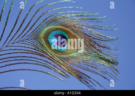 CLOSE UP OF A PEACOCK FEATHER BDB Stock Photo