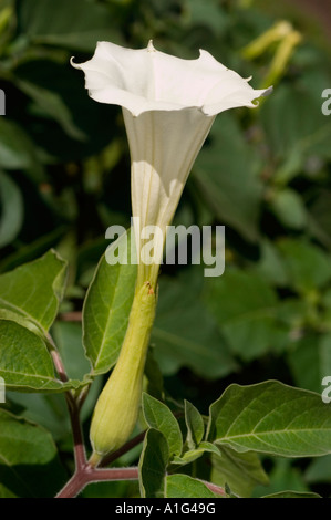 White flower close up of Angel s Trumpet Solanaceae Datura innoxia Europe America Stock Photo