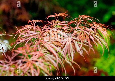 Leaves of JAPANESE RED MAPLE Acer Palmatum var Crimson Queen Stock Photo