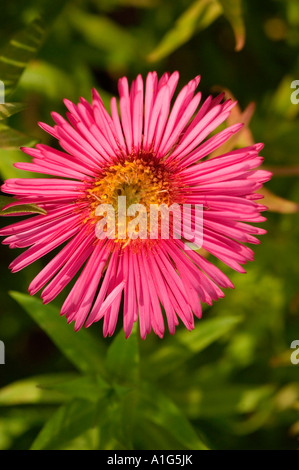 Pink New England aster Asteraceae Aster novae angliae or novaeangliae var Andenken an Alma Potschke Stock Photo