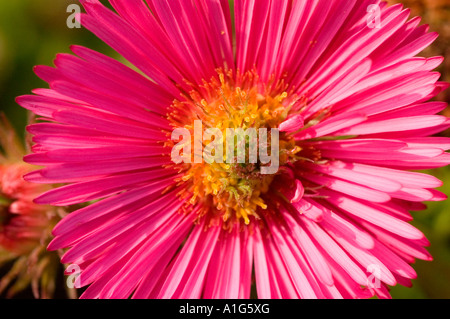 Pink New England aster Asteraceae Aster novae angliae or novaeangliae var Andenken an Alma Potschke Stock Photo