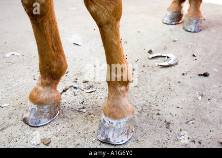 Horse hooves just shod Stock Photo