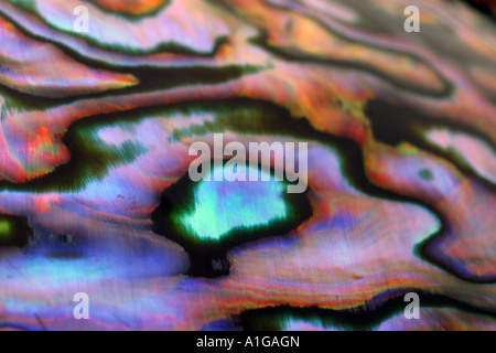 Close up photography of a paua shell Stock Photo