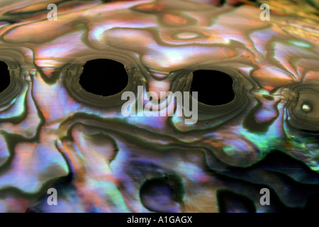 Close up photography of a paua shell Stock Photo