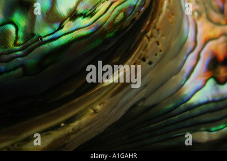 Close up photography of a paua shell Stock Photo