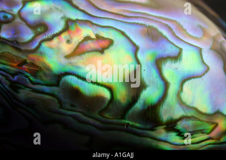 Close up photography of a paua shell Stock Photo