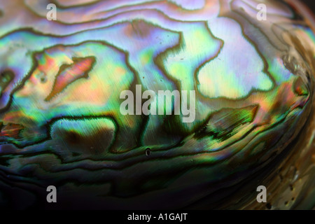 Close up photography of a paua shell Stock Photo