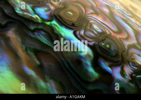 Close up photography of a paua shell Stock Photo