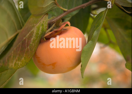 Ripe Persimmons 'Fuyu' on branch, Stock Photo