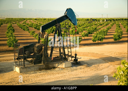 Nodding donkey oil pump operating in citrus orchard, Stock Photo