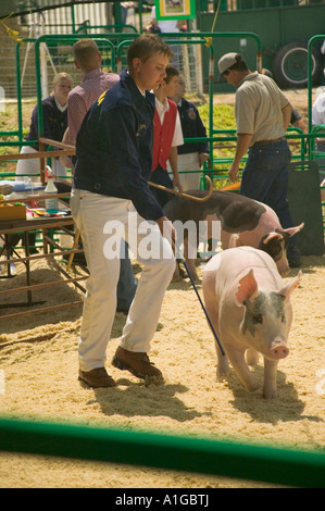 FFA participant showing hog, Calaveras County Fair, California Stock ...