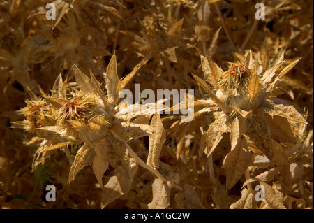 Safflower seed heads dry in field. Stock Photo