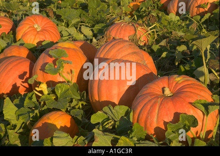 Pumpkins  'Big Max' variety piled for harvest. Stock Photo