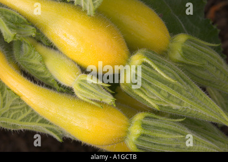 Yellow crookneck squash ripen in greenhouse in late summer USA Stock Photo